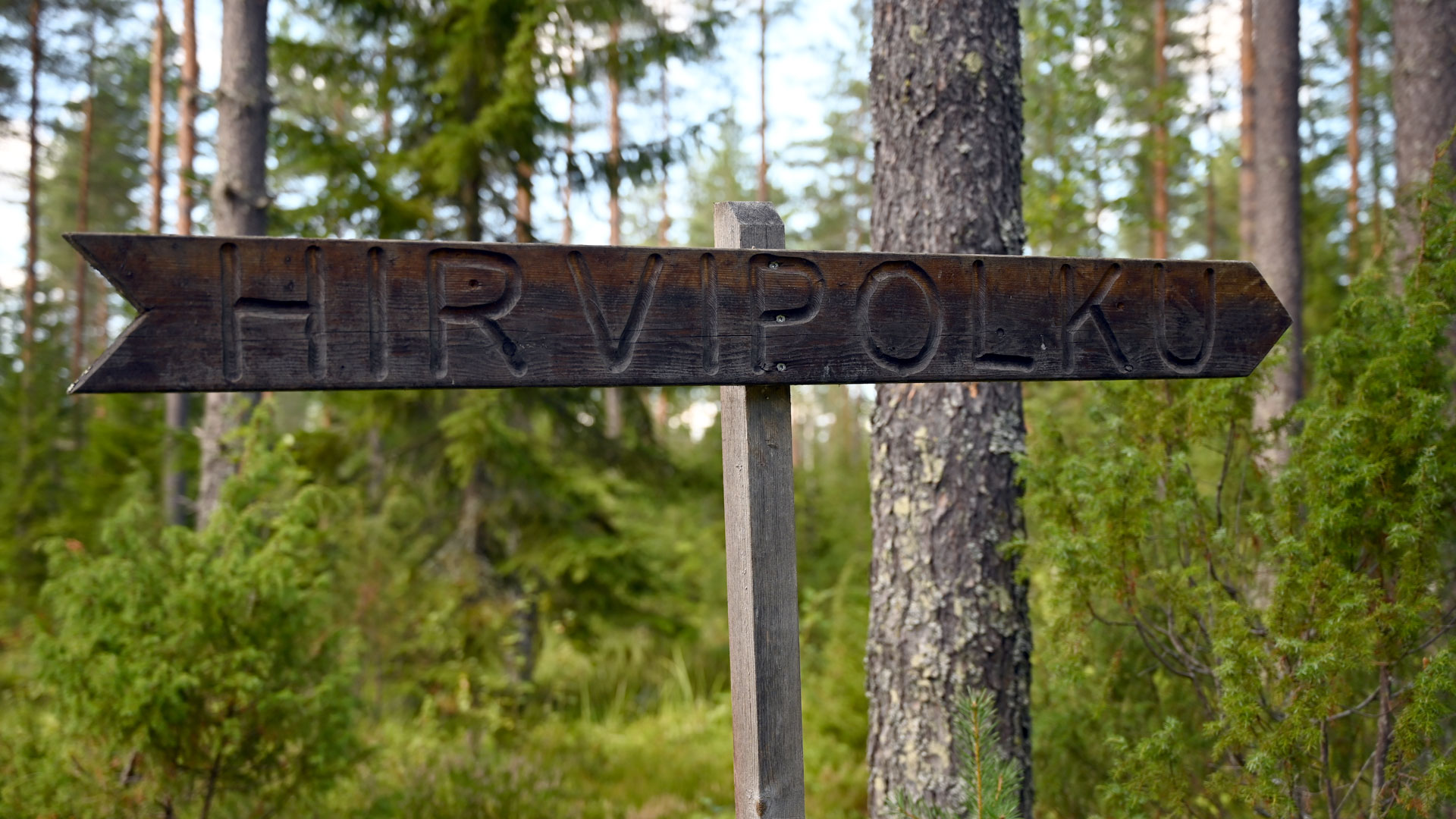 Suuntaa osoittava opaskyltti, jossa on teksti Hirvipolku.